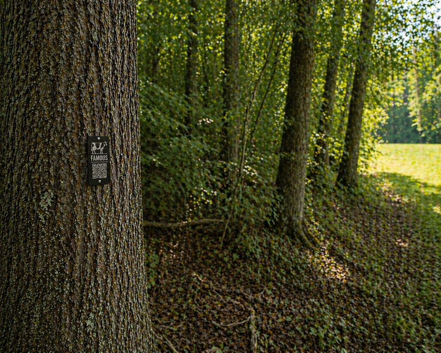A FAMOUS tree tag mounted on a tree beside a wooded path.
